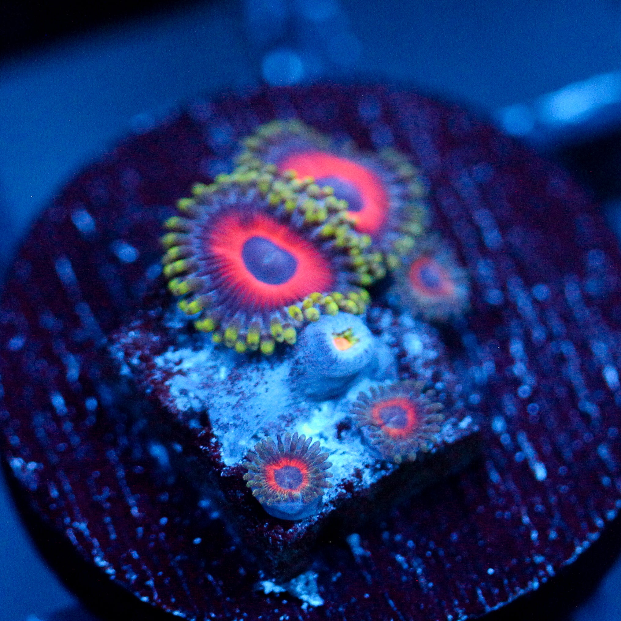JC Empire Zoanthid