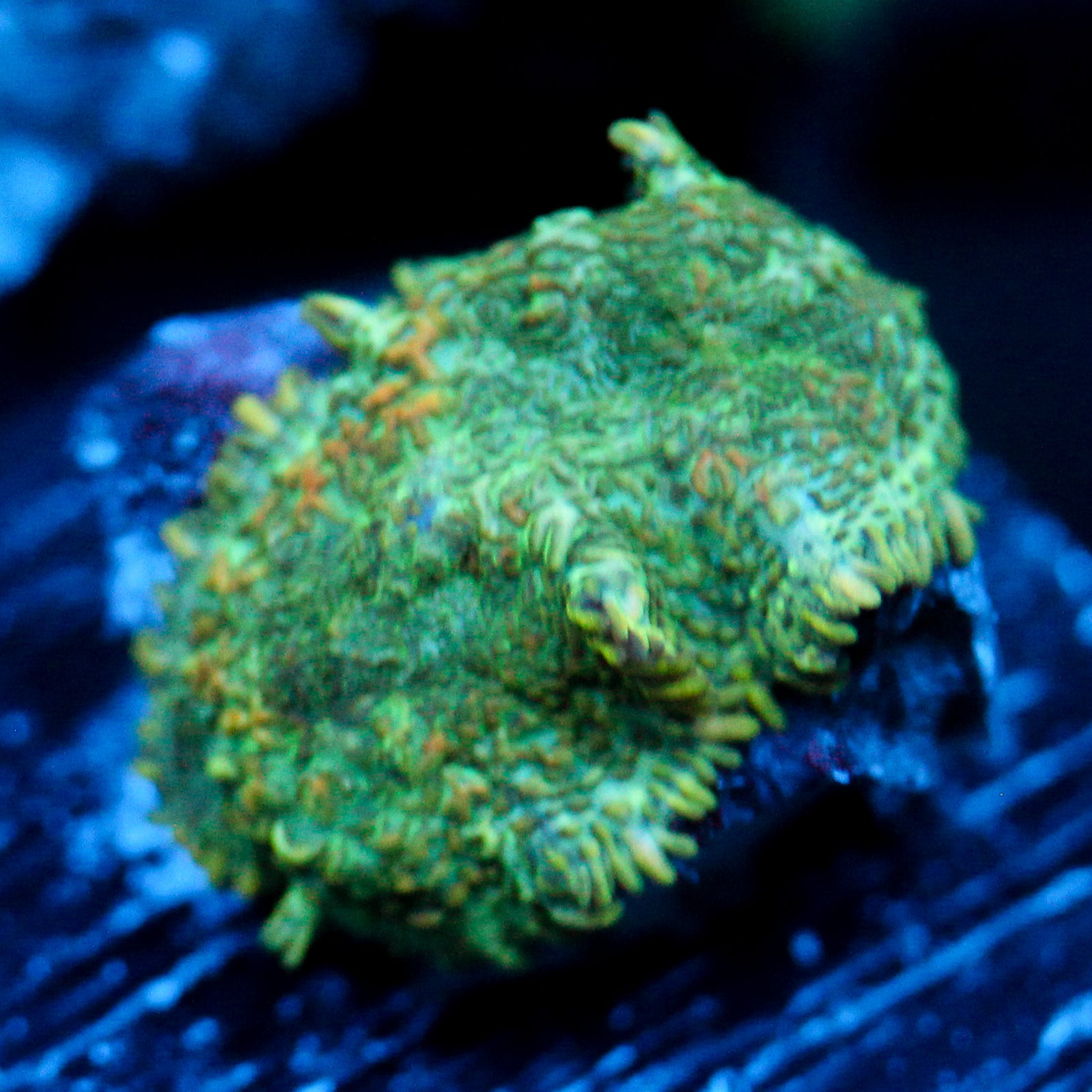 JC Lush Biome Rhodactis