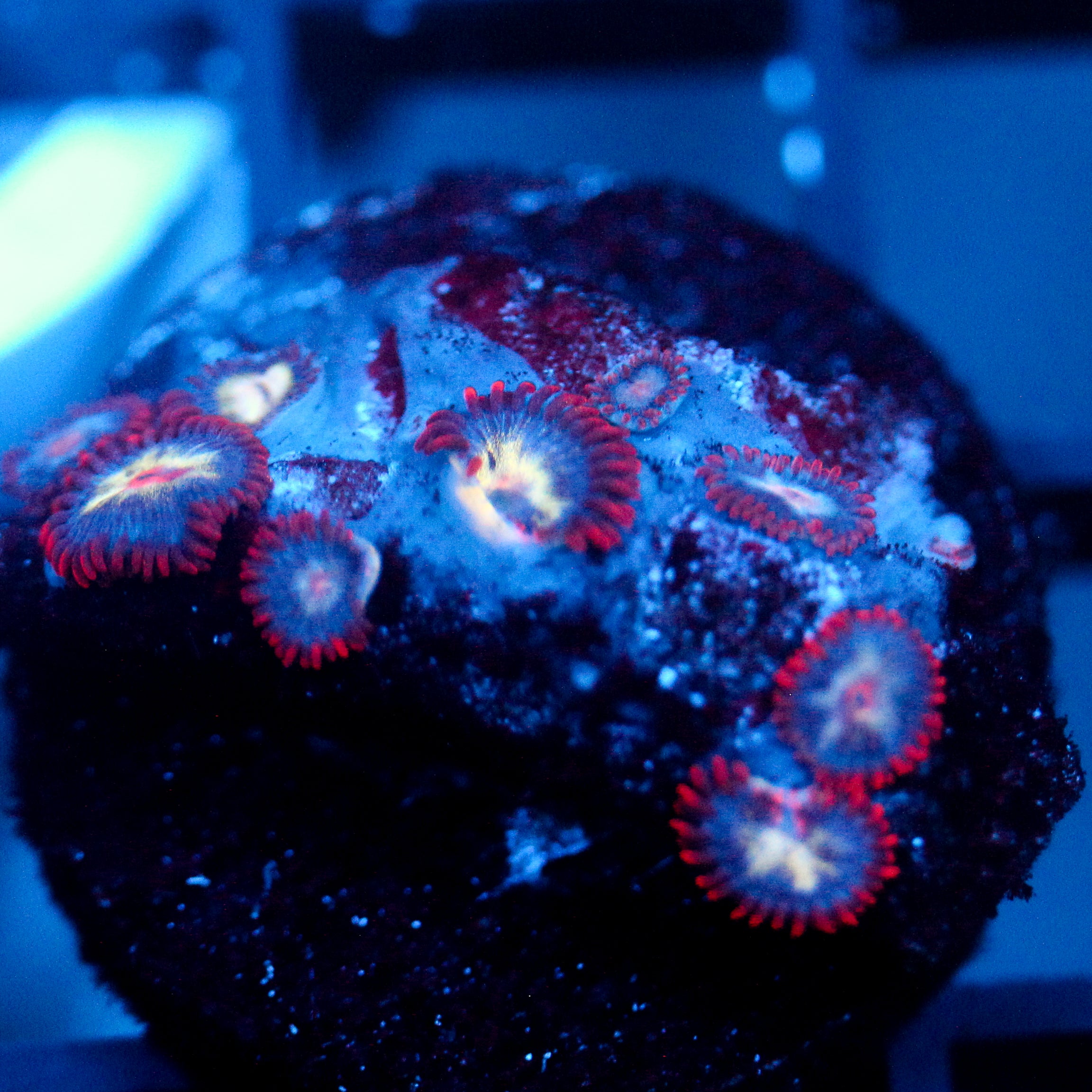 JC Nova Zoanthid