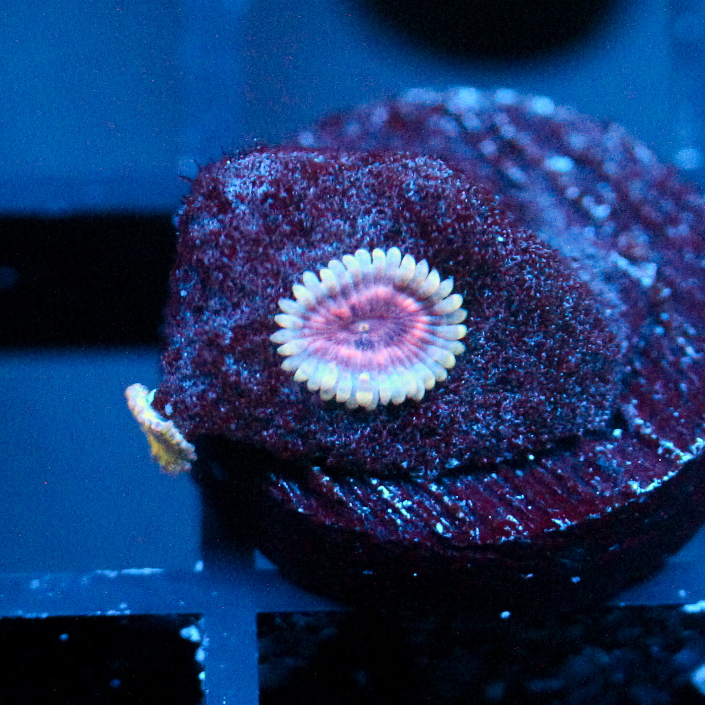 JC Pink Lady Zoanthid