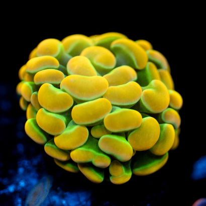 JC Rainbow Gold Hammer