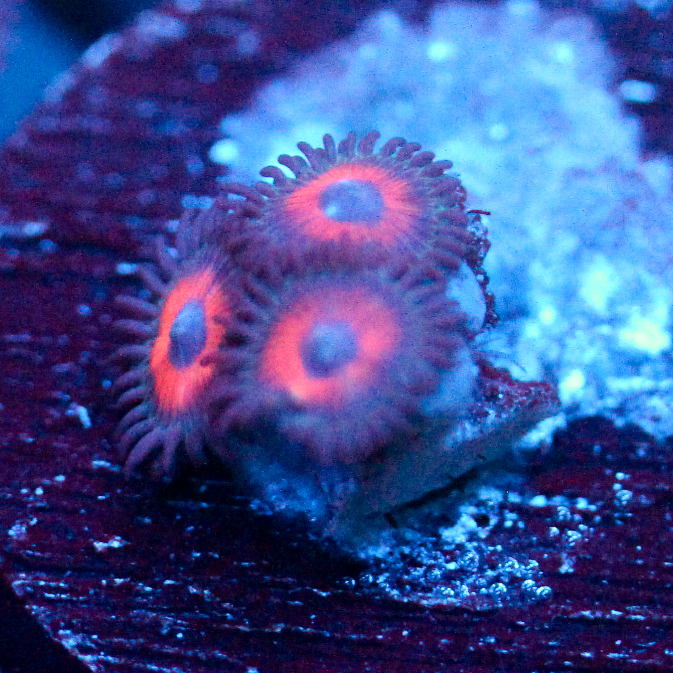 JC Red Terror Zoanthid