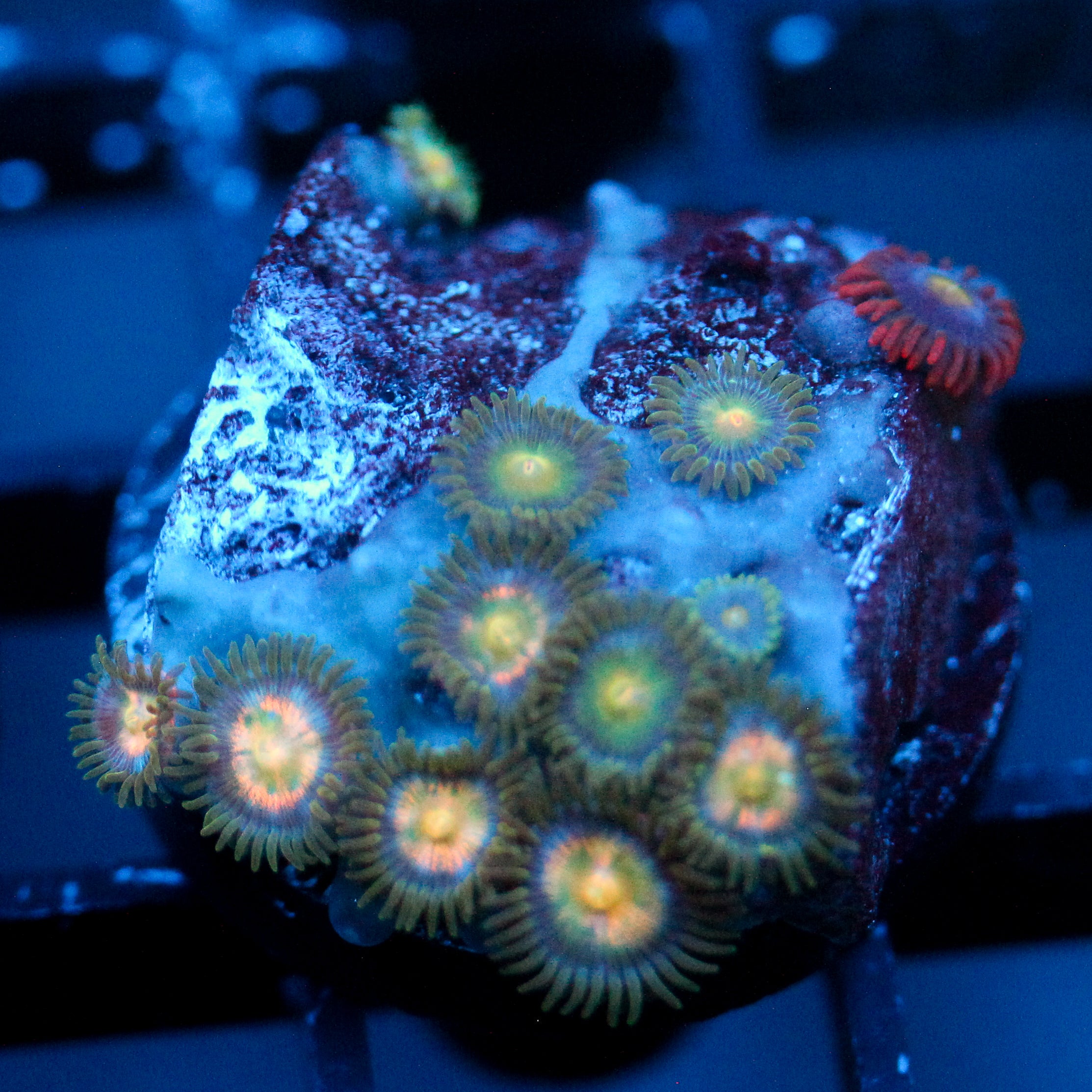 JC Garden Globe Zoanthid