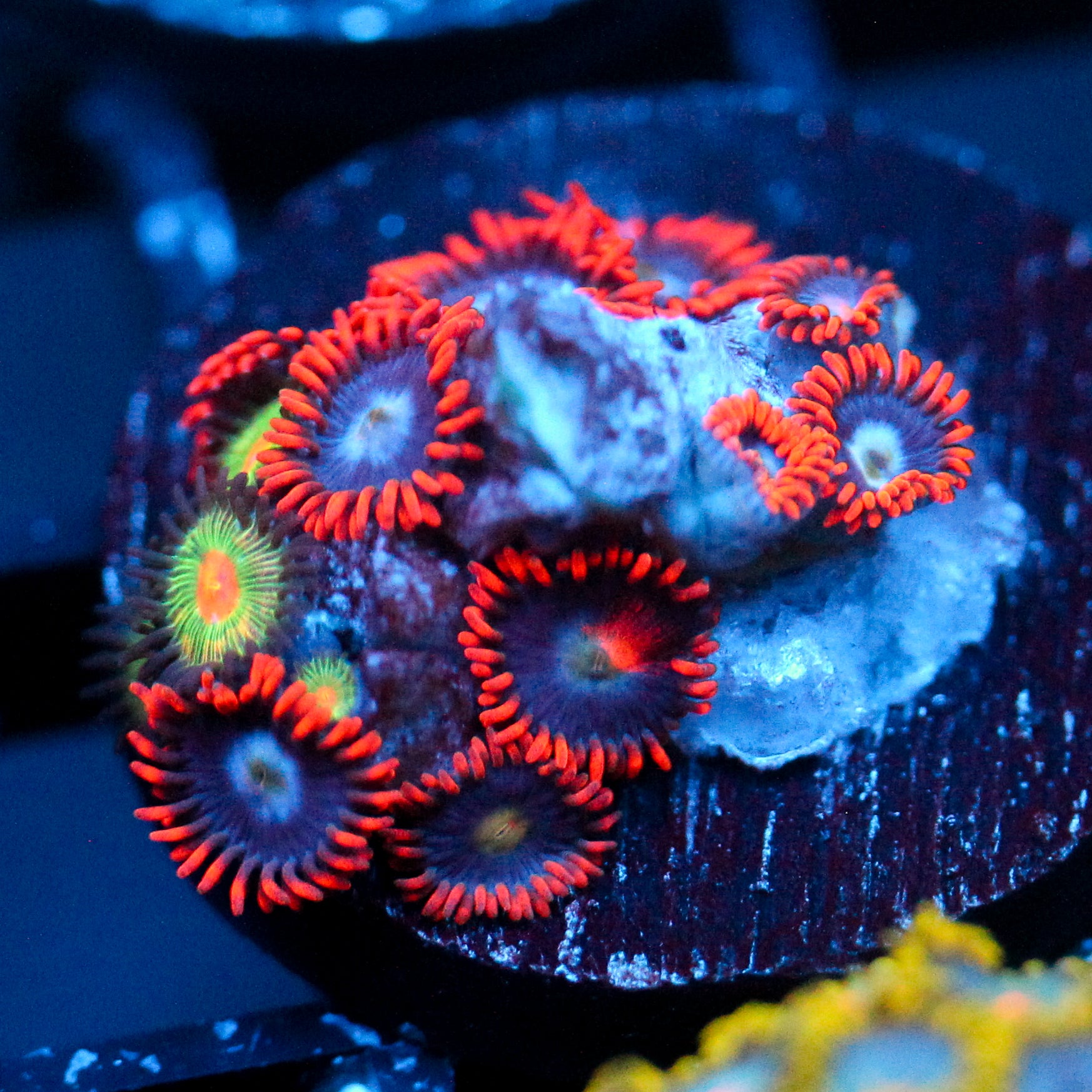 JC Edge of Reality Zoanthid