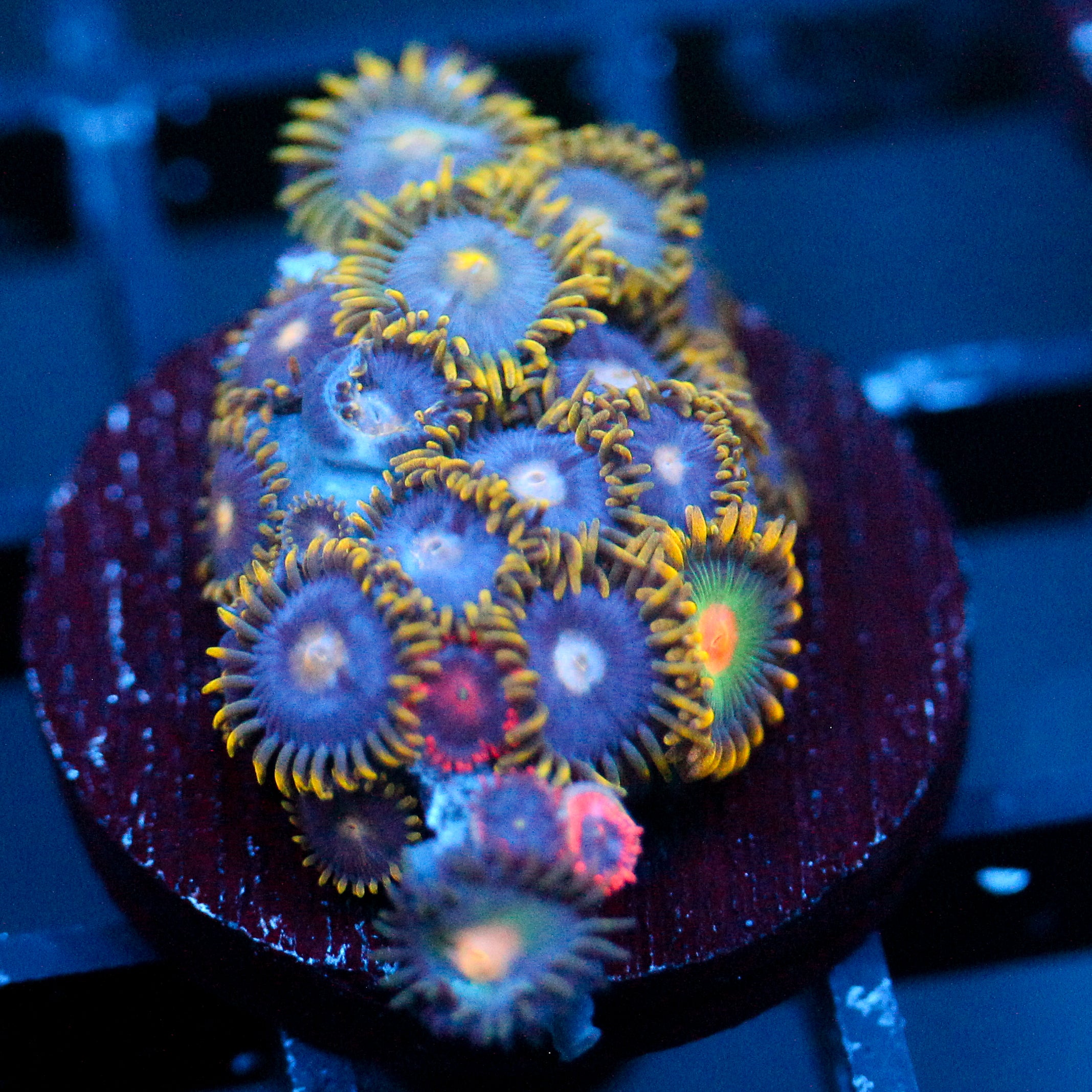 JC Gold Burst