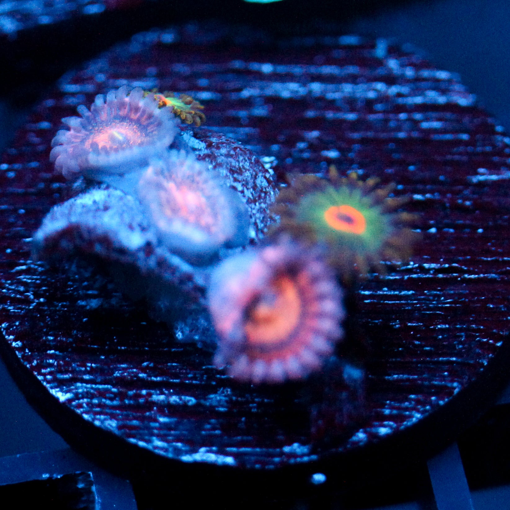 JC Mango Smoothie Zoanthid