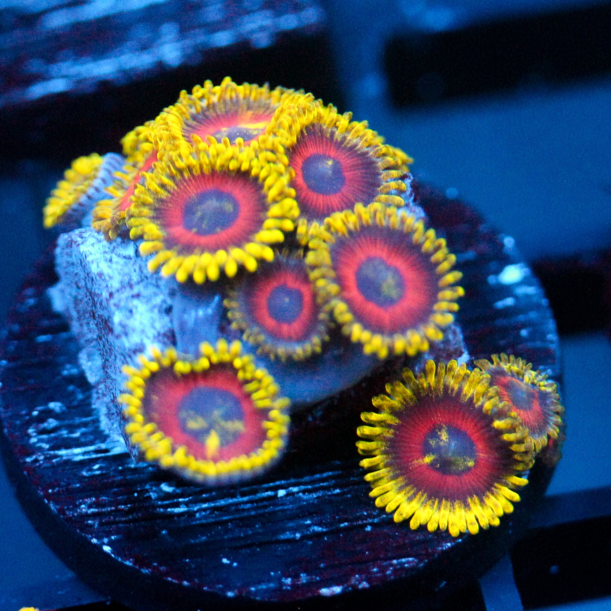 JC Fireworks Zoanthid
