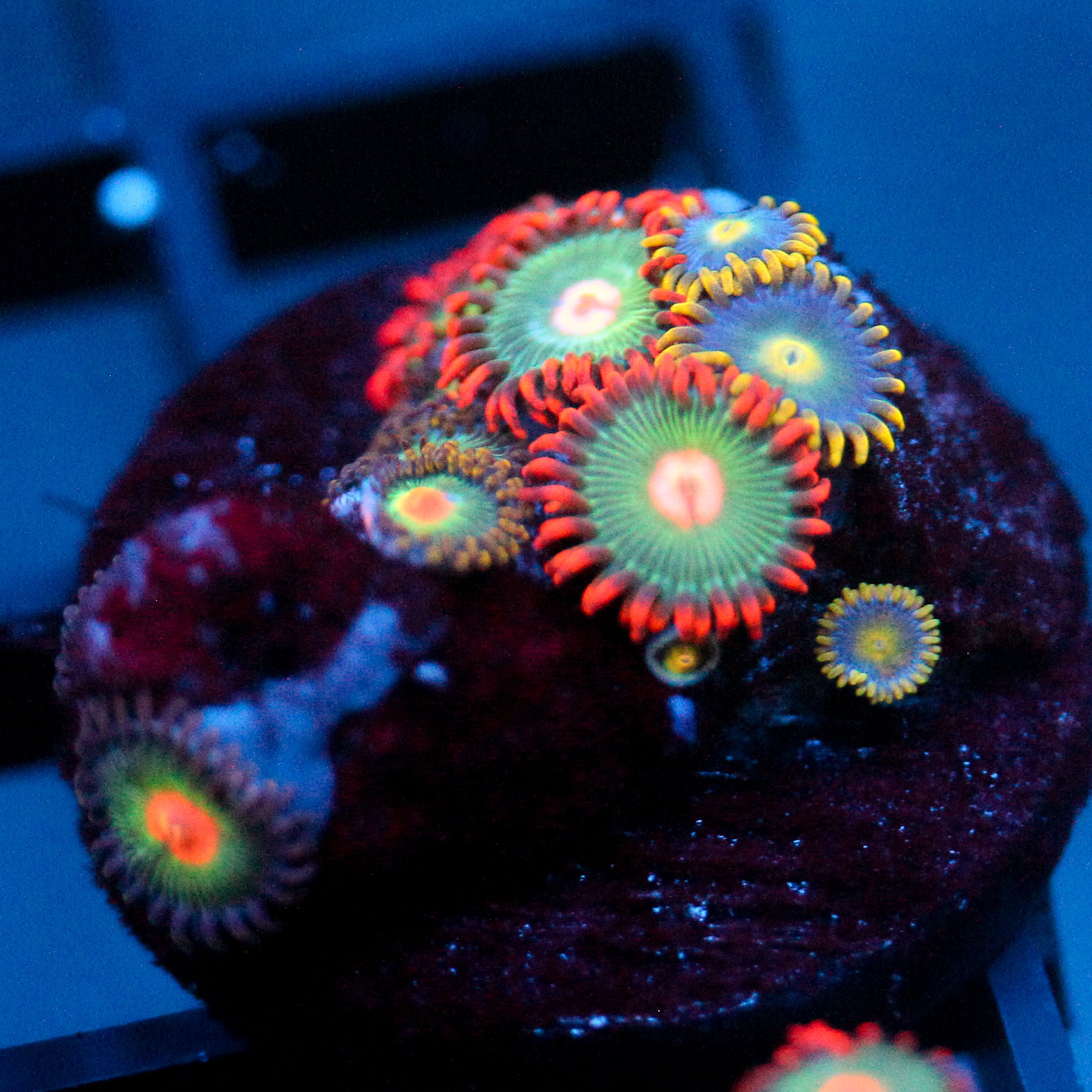 JC Gatorade Zoanthids