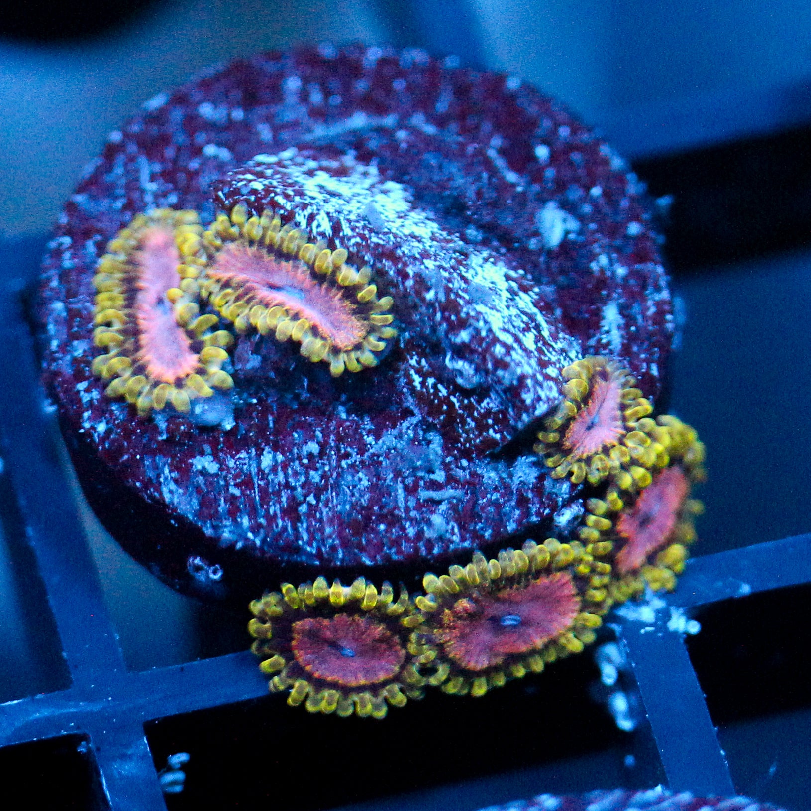 JC Purple Monster Zoanthid