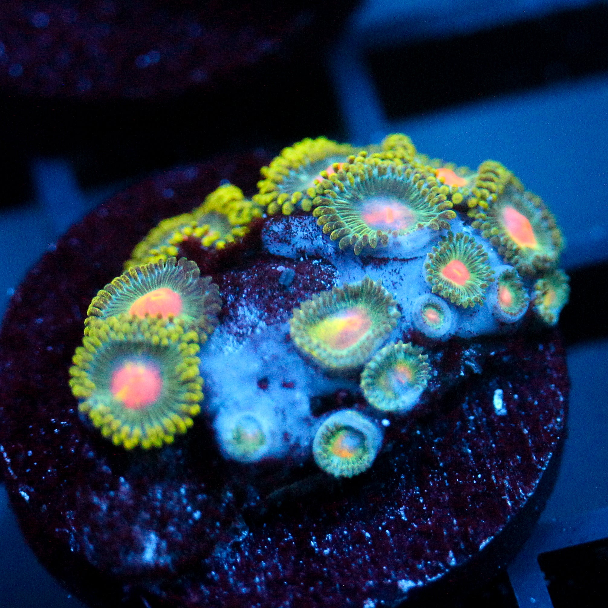 JC Irish Splash Zoanthid