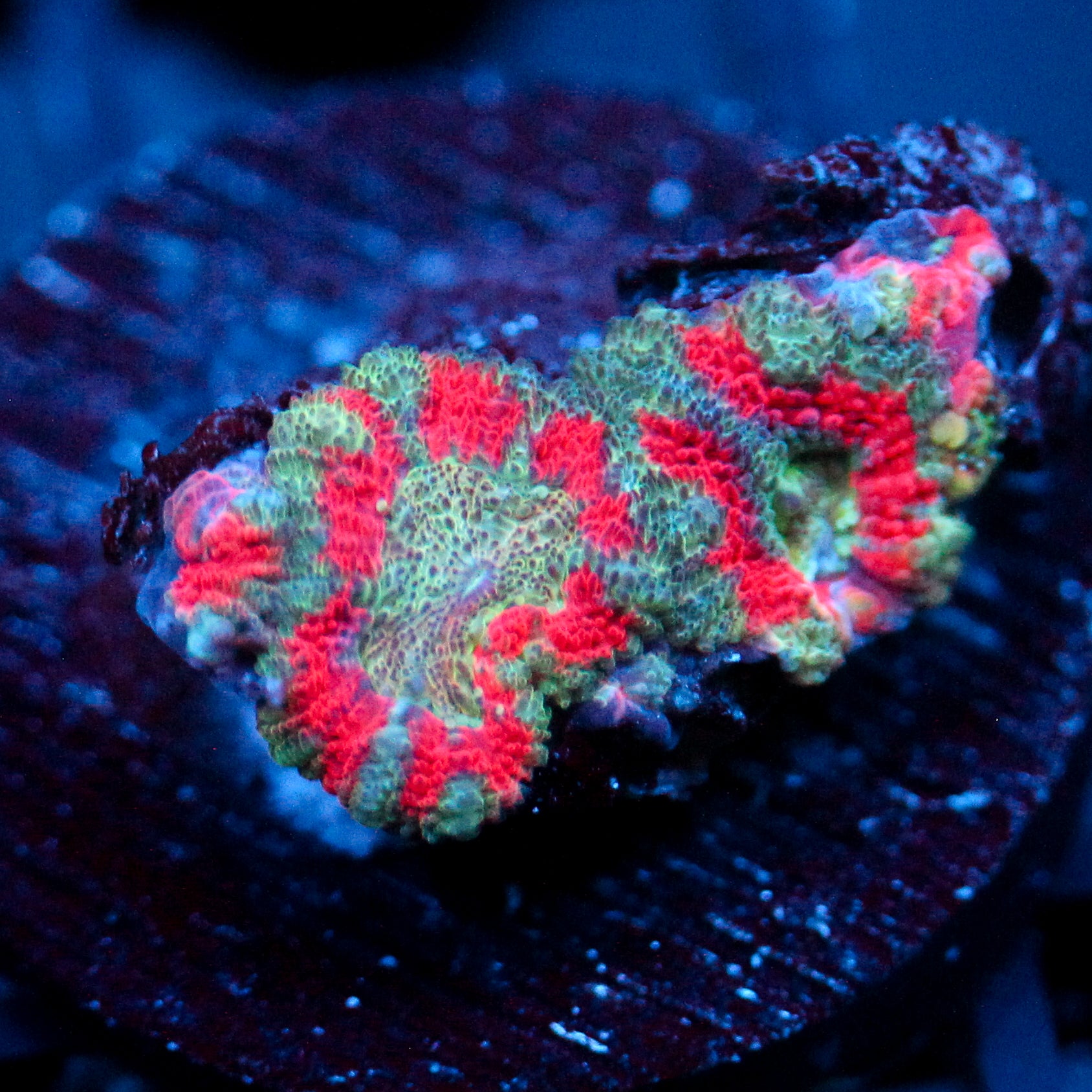 JC Teal Tiger Acan