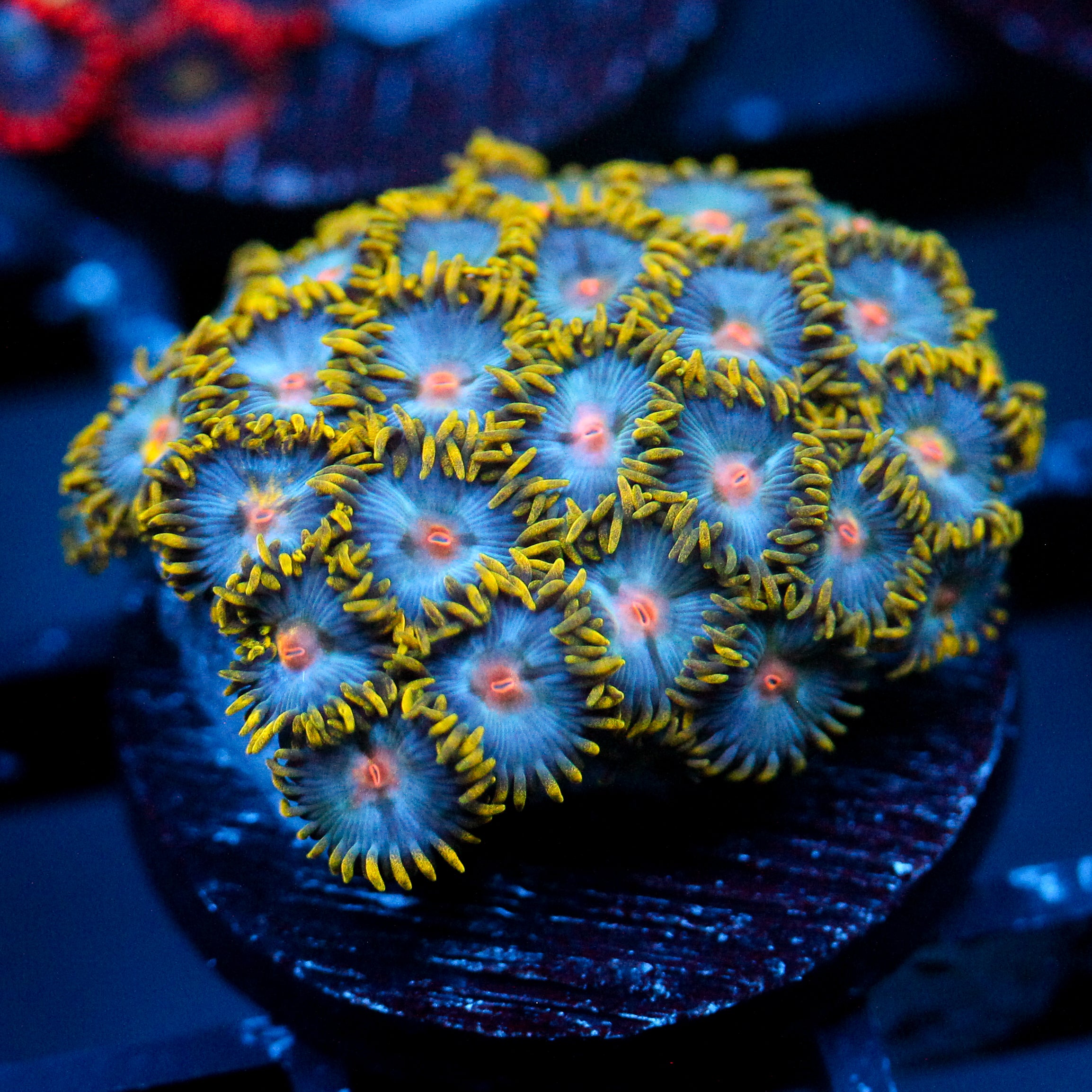 JC Saturn Zoanthid