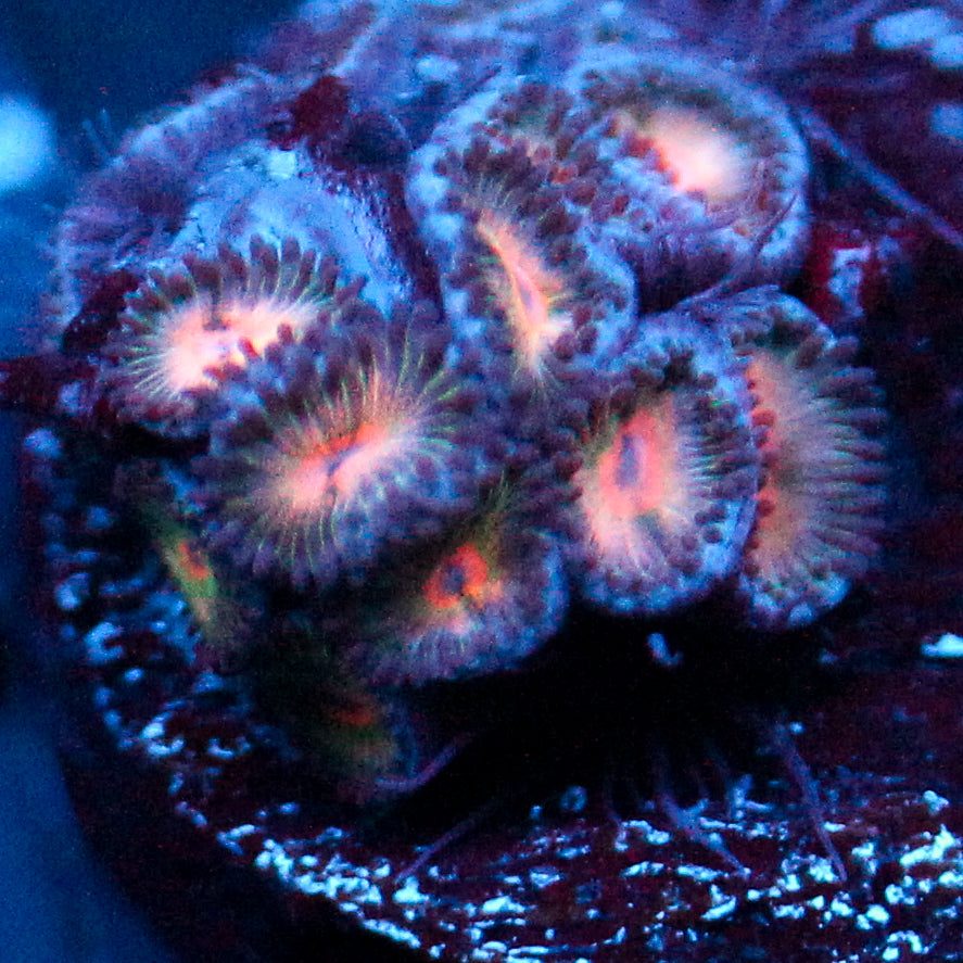 JC Peach Bellini Zoanthid