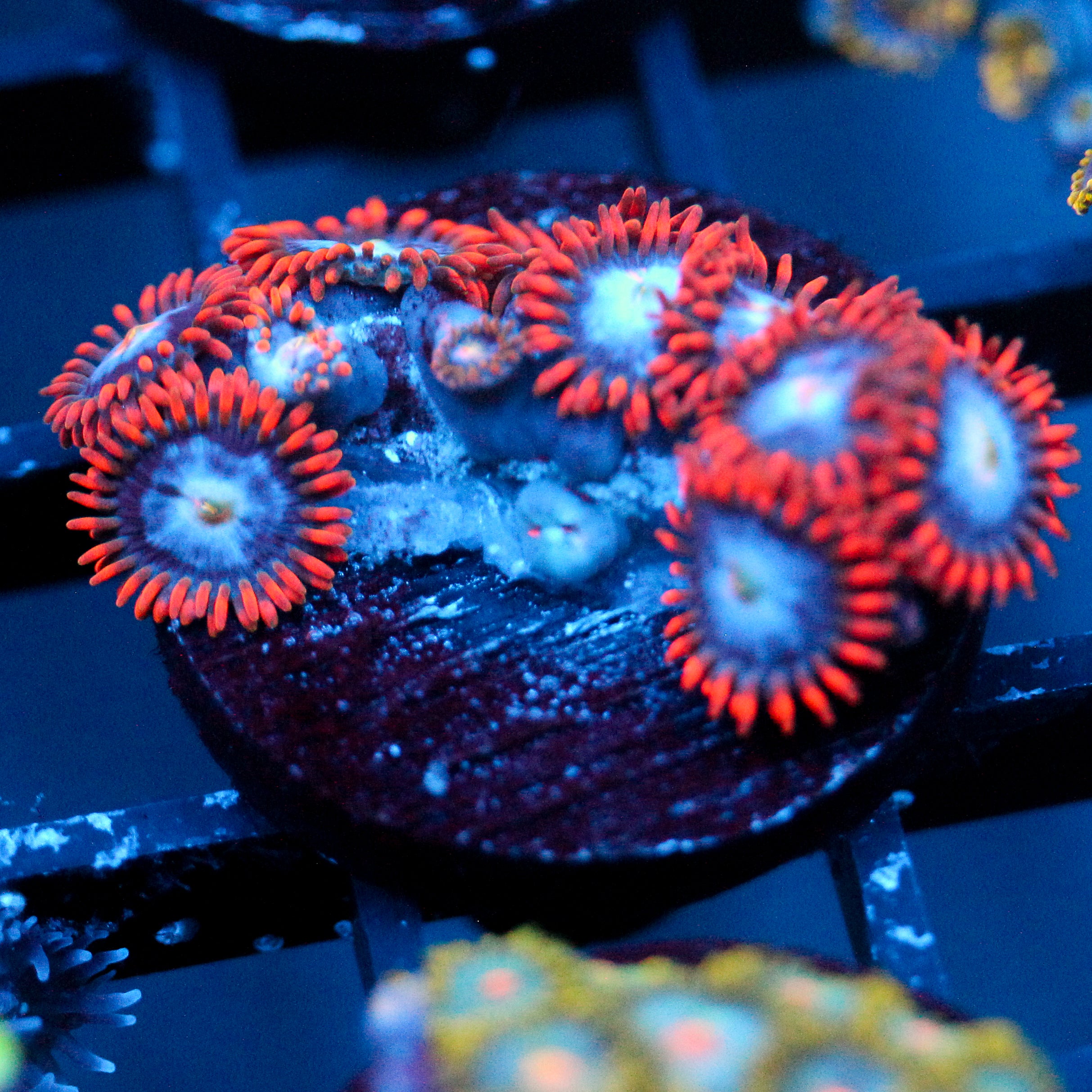 JC Edge of Reality Zoanthid