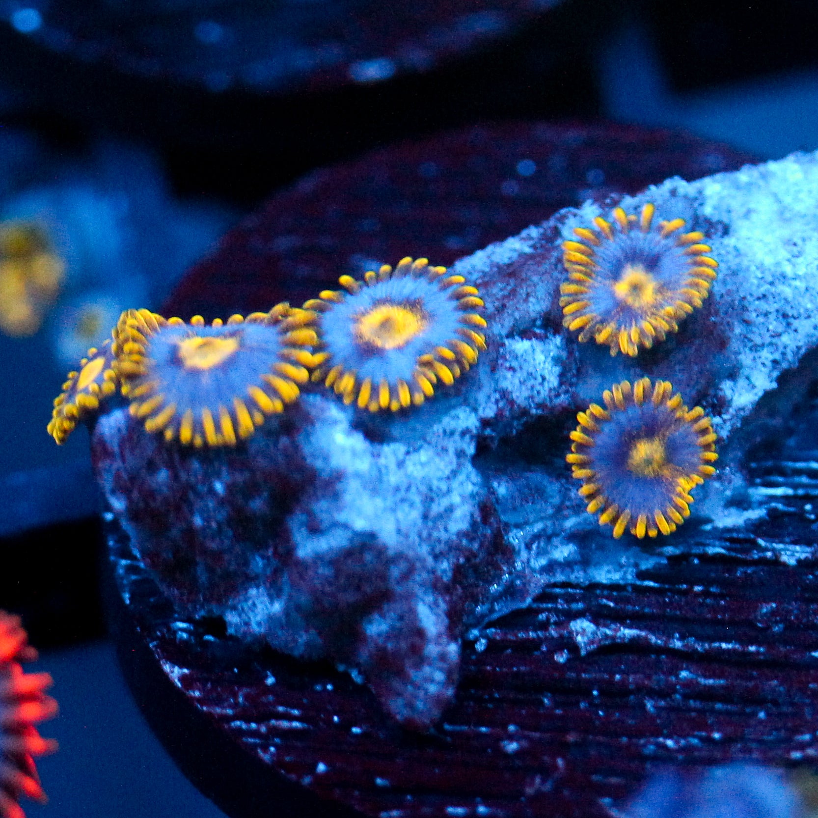 JC Gold Gobbler Zoanthid