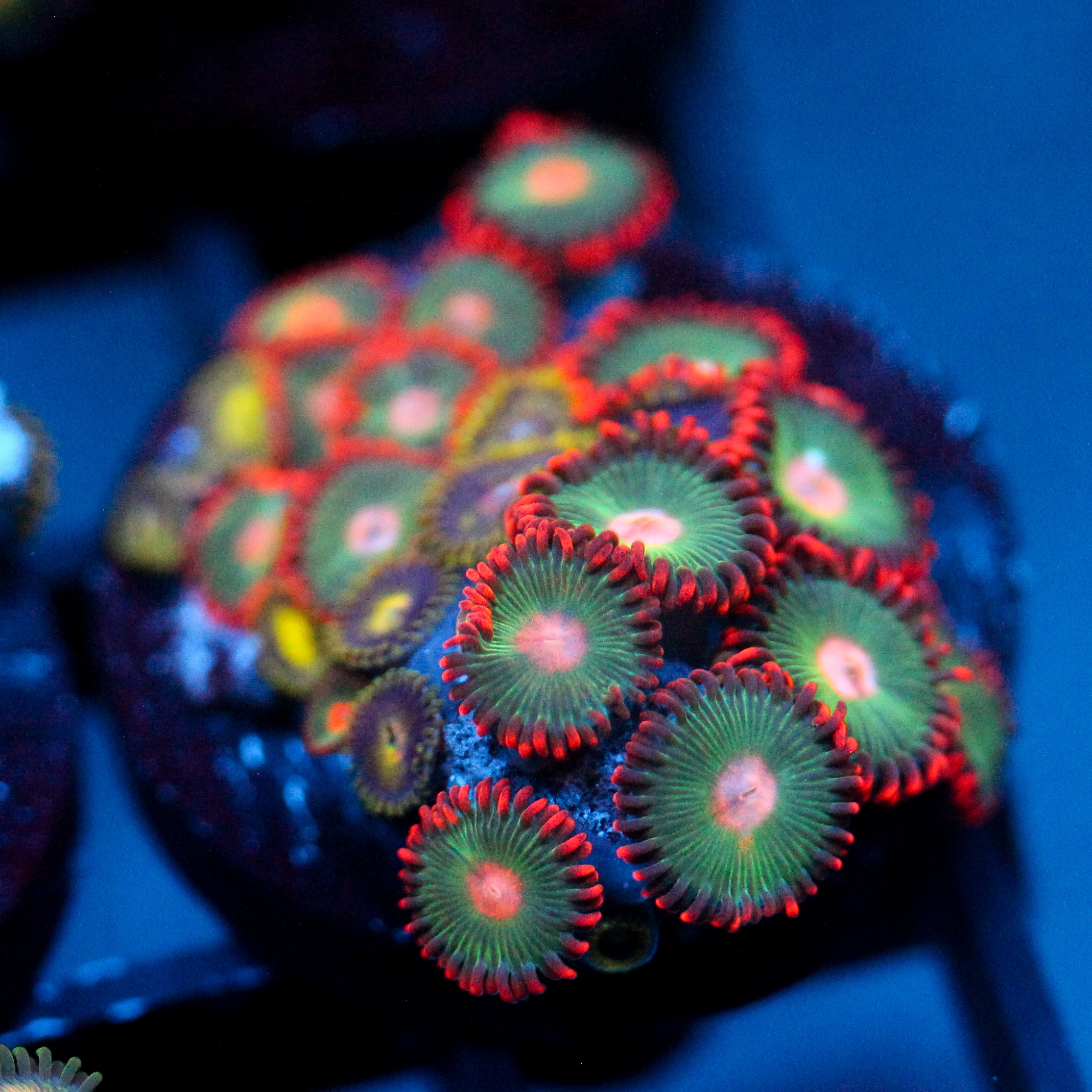 JC Gatorade Zoanthids Mix