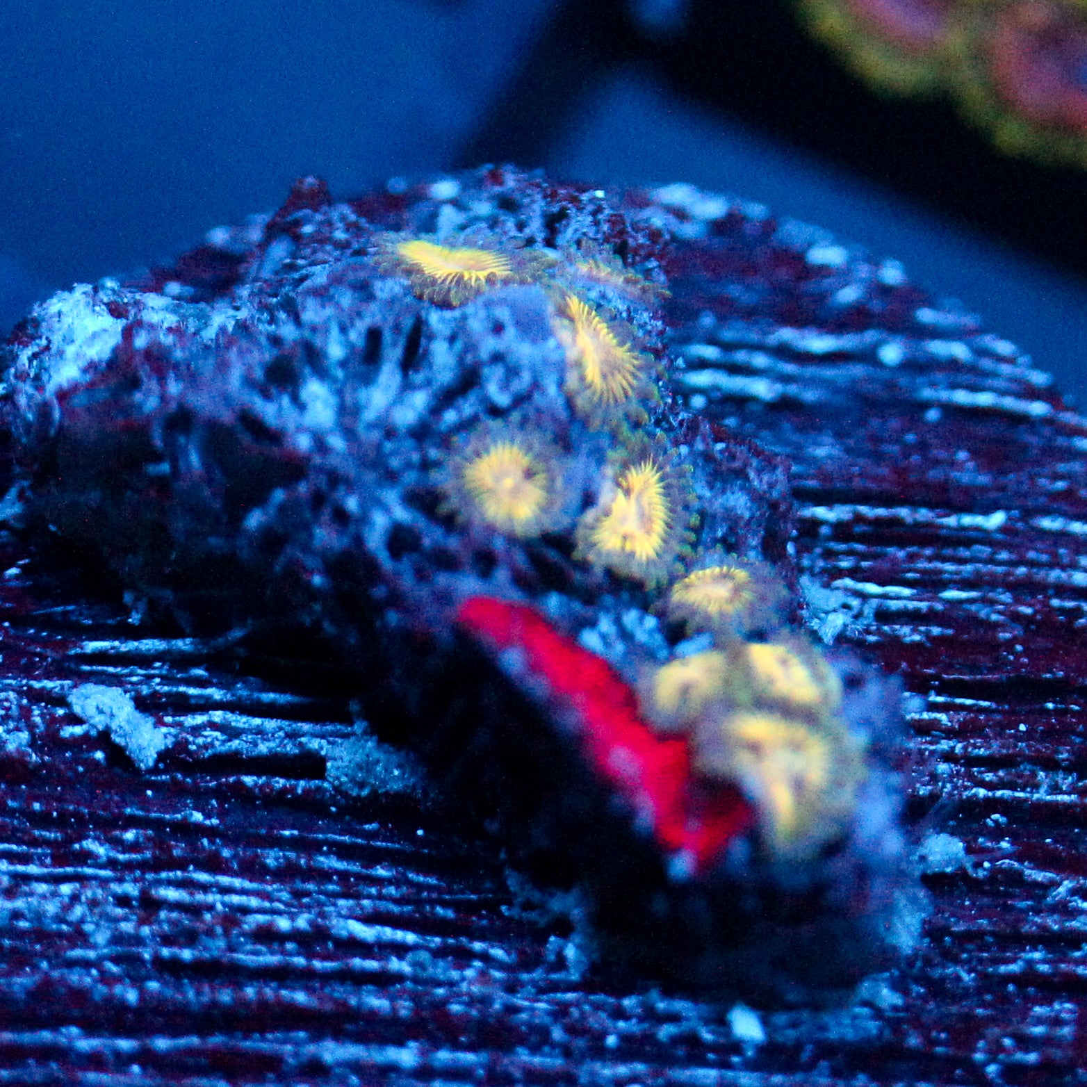 JC Solar Eclipse Zoanthid