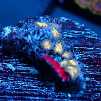 JC Solar Eclipse Zoanthid