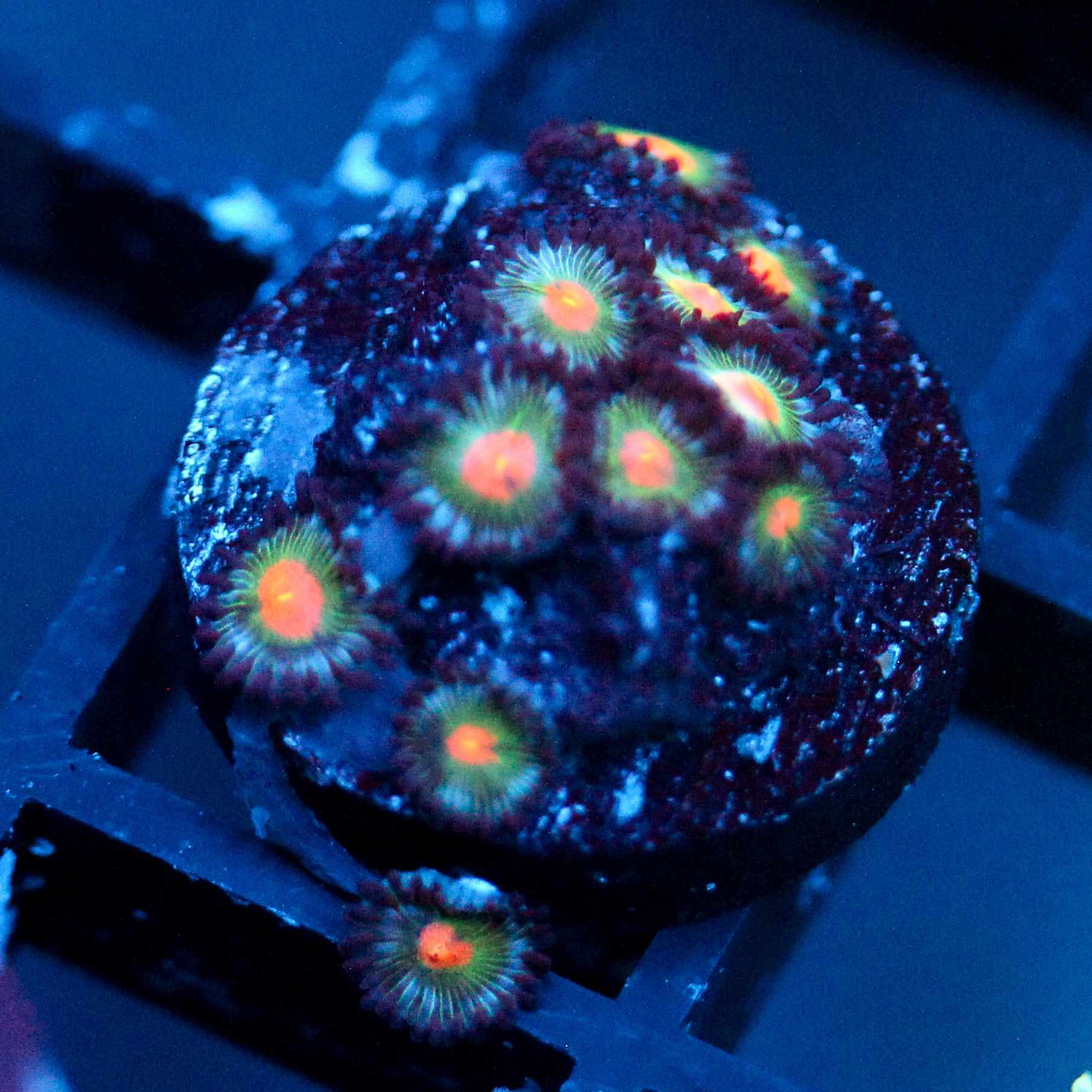 JC Alien Blood Zoanthid
