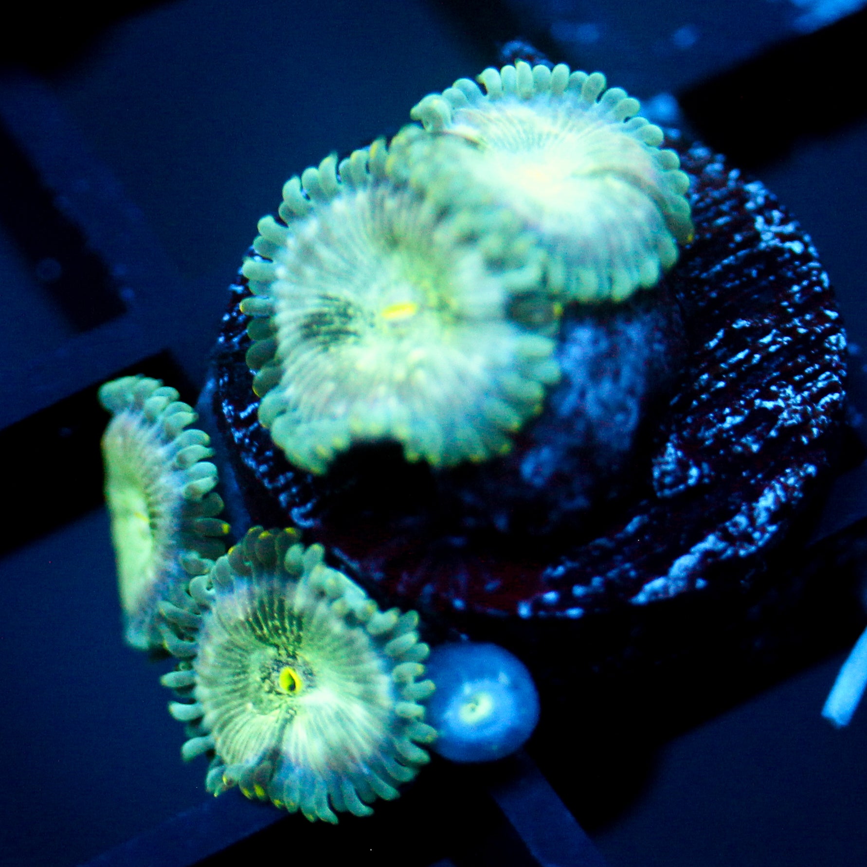 JC Hawaiian Ding Dang Zoanthid