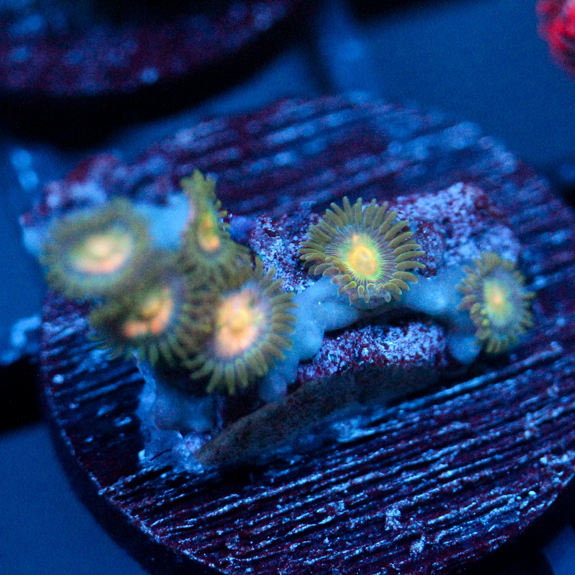 JC Green Terror Zoanthid