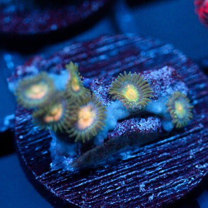 JC Green Terror Zoanthid