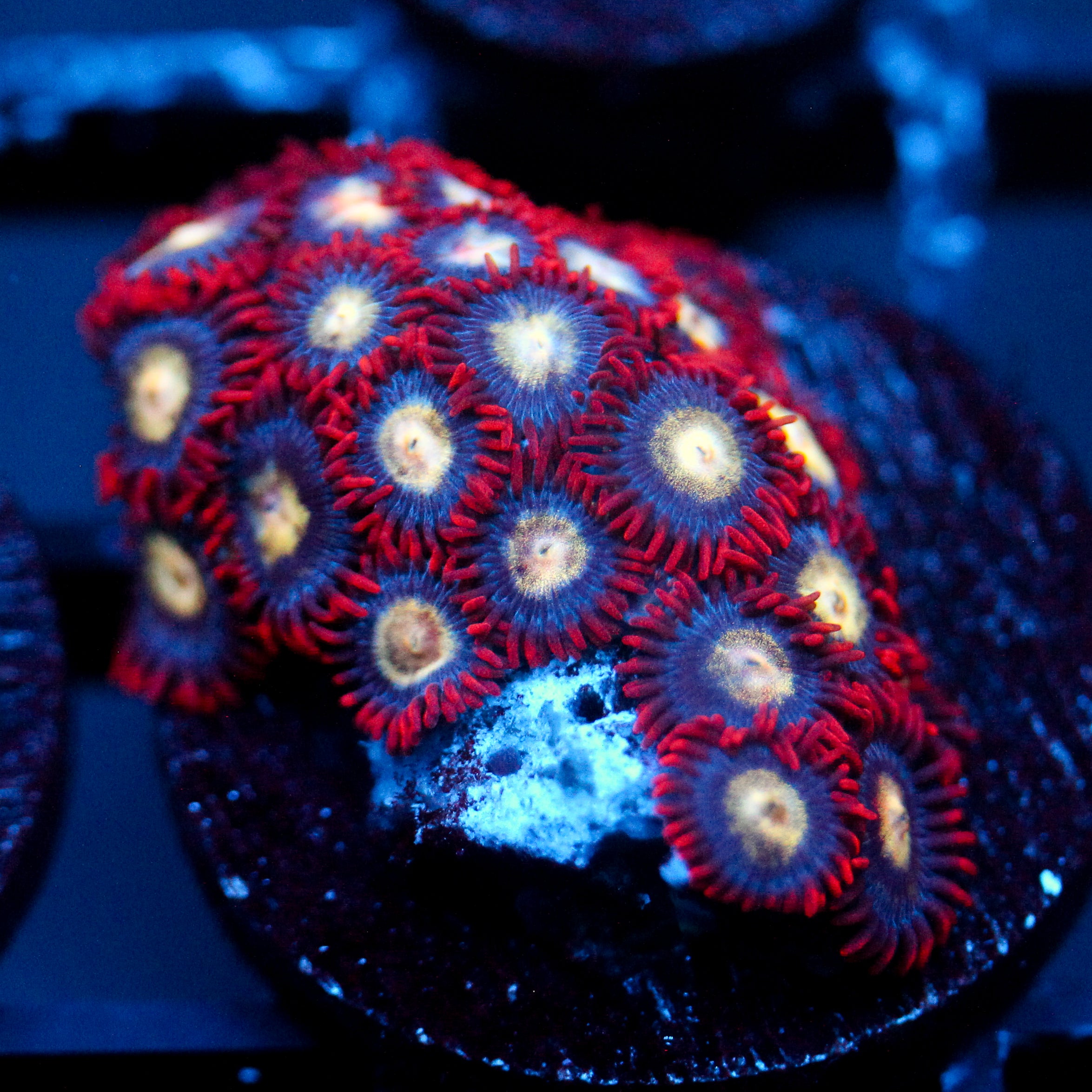 JC Crimson Greed Zoanthid
