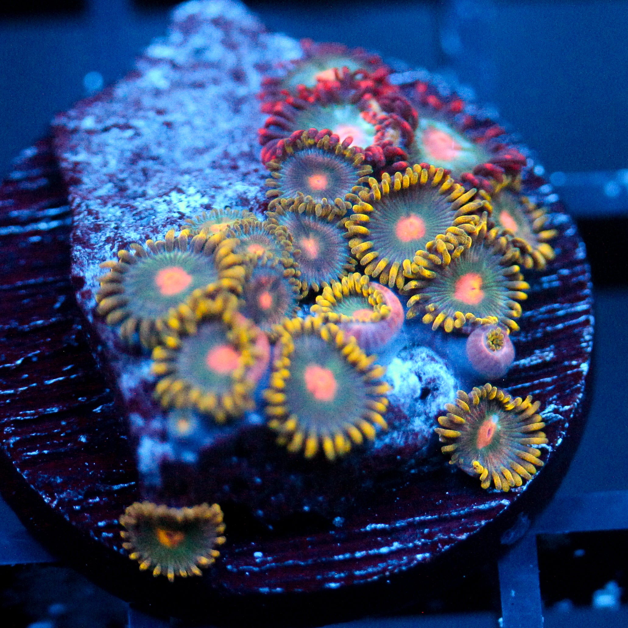 JC Oh my my my Zoanthid