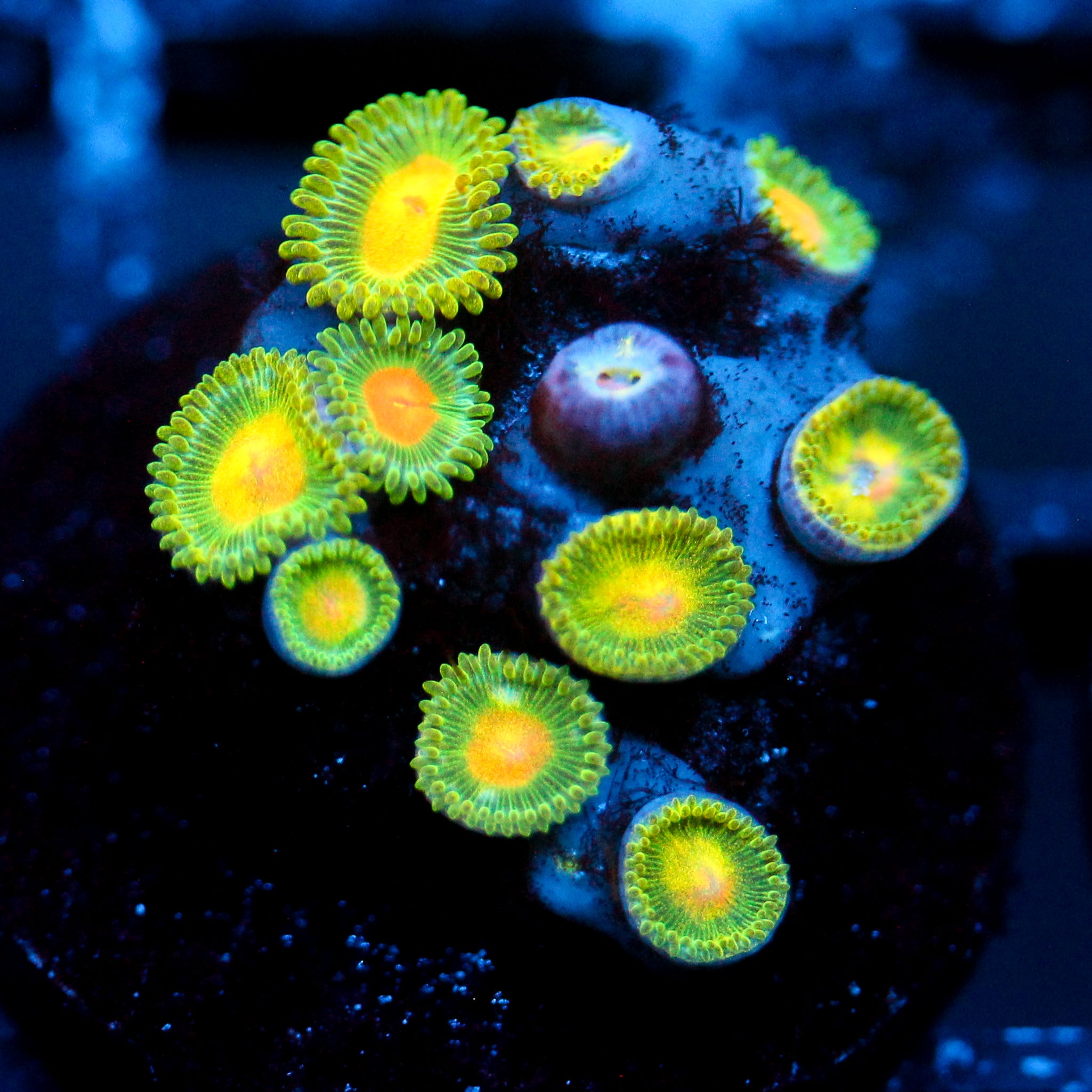 JC Irish Splash Zoanthid