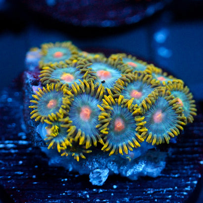 JC Saturn Zoanthid
