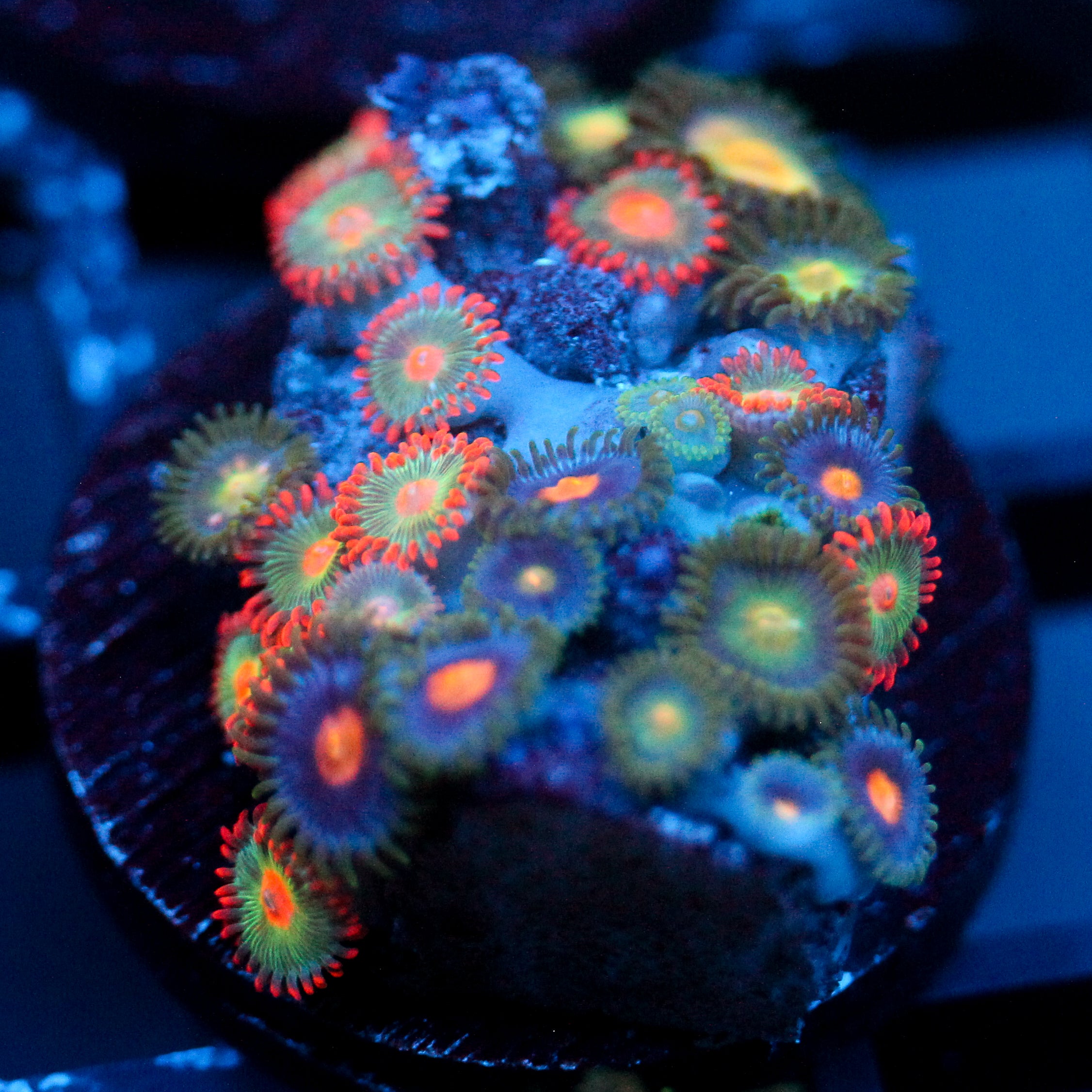 JC Zoa Garden Seed