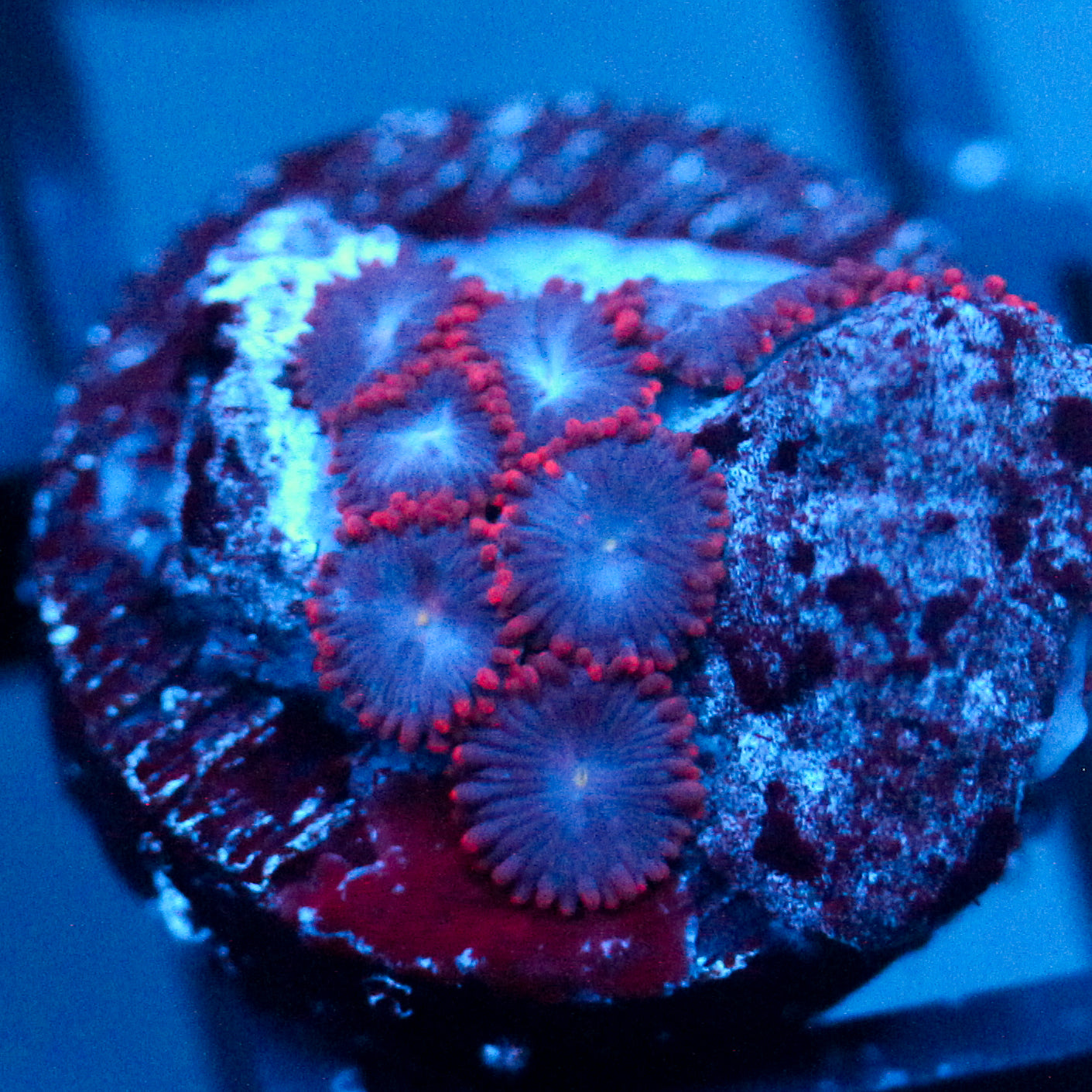 JC Nova Zoanthid