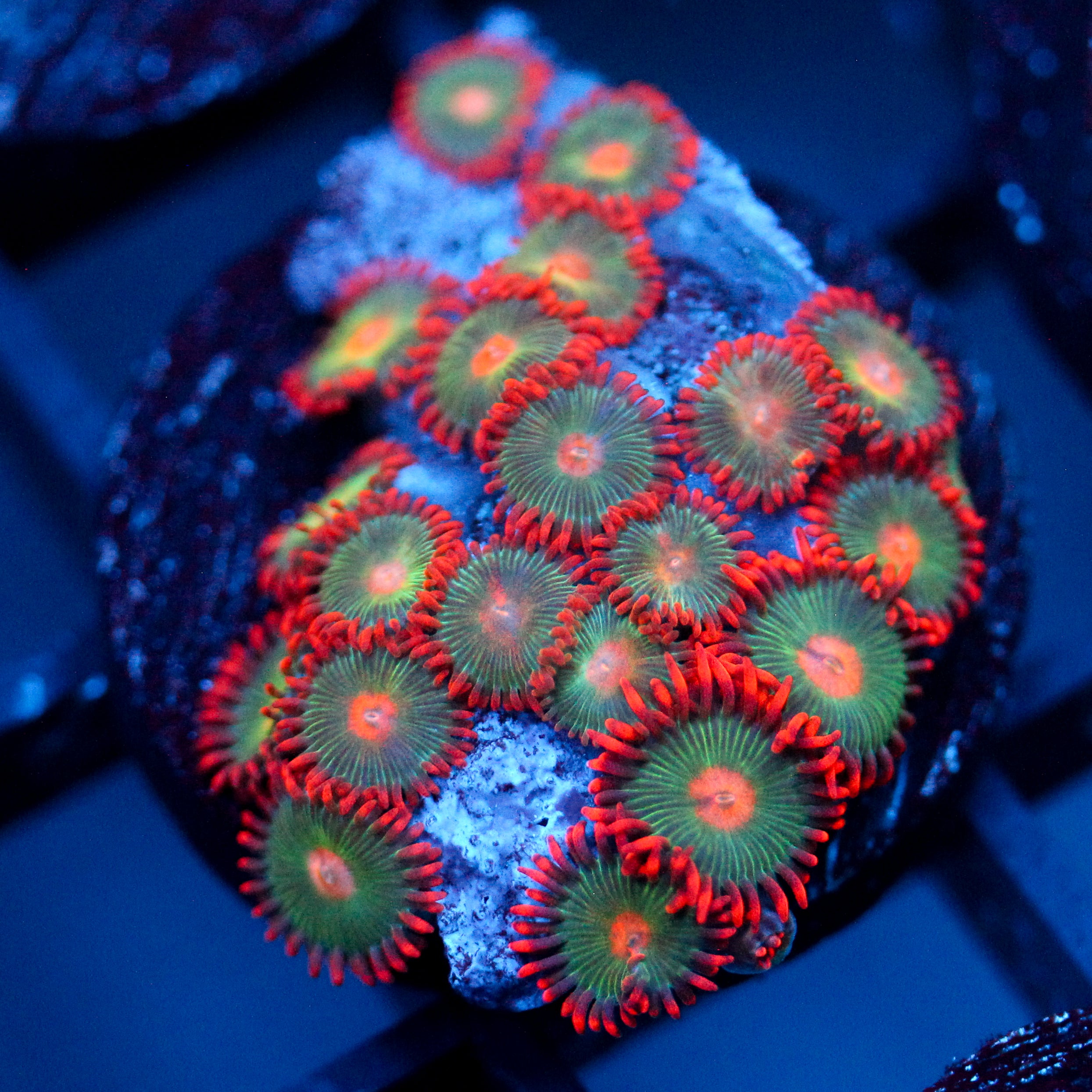 JC Gatorade Zoanthids