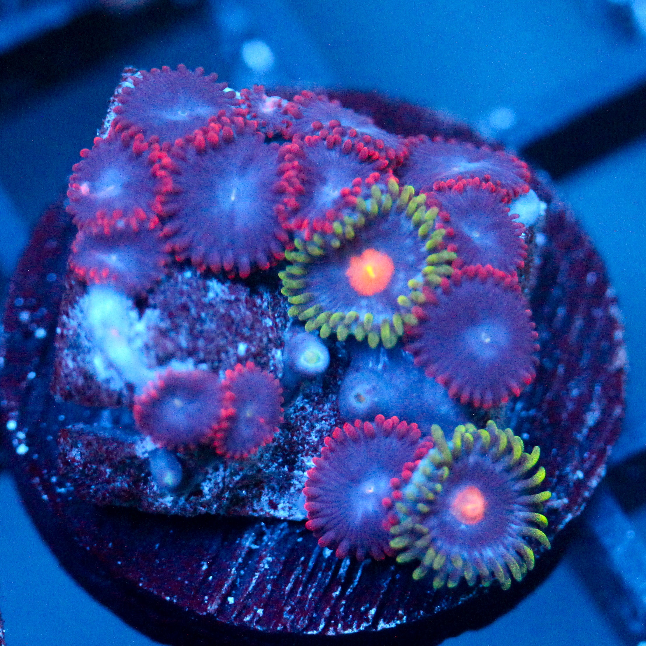 JC Zoa Garden Seed