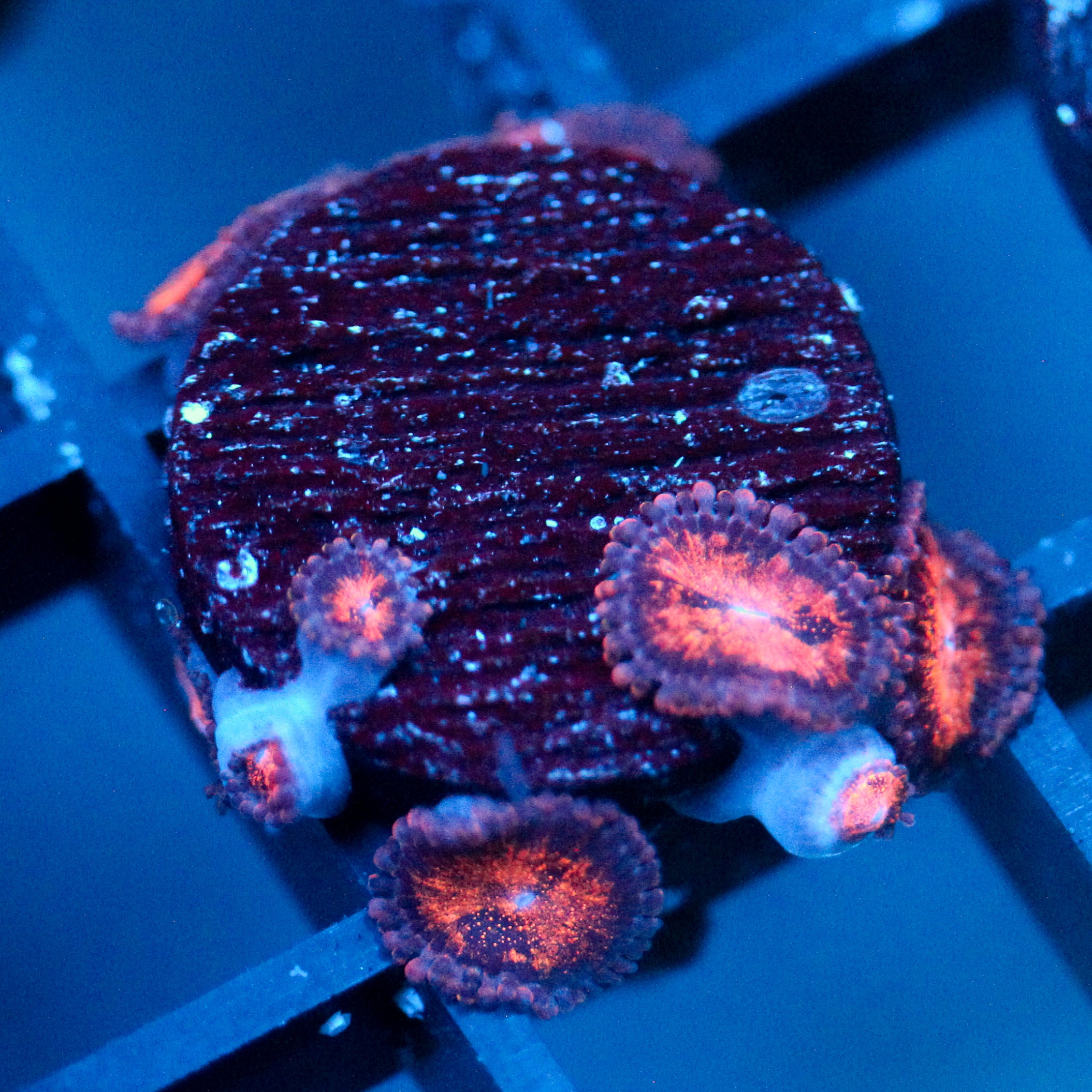 JC Speckled Kraze Zoanthid