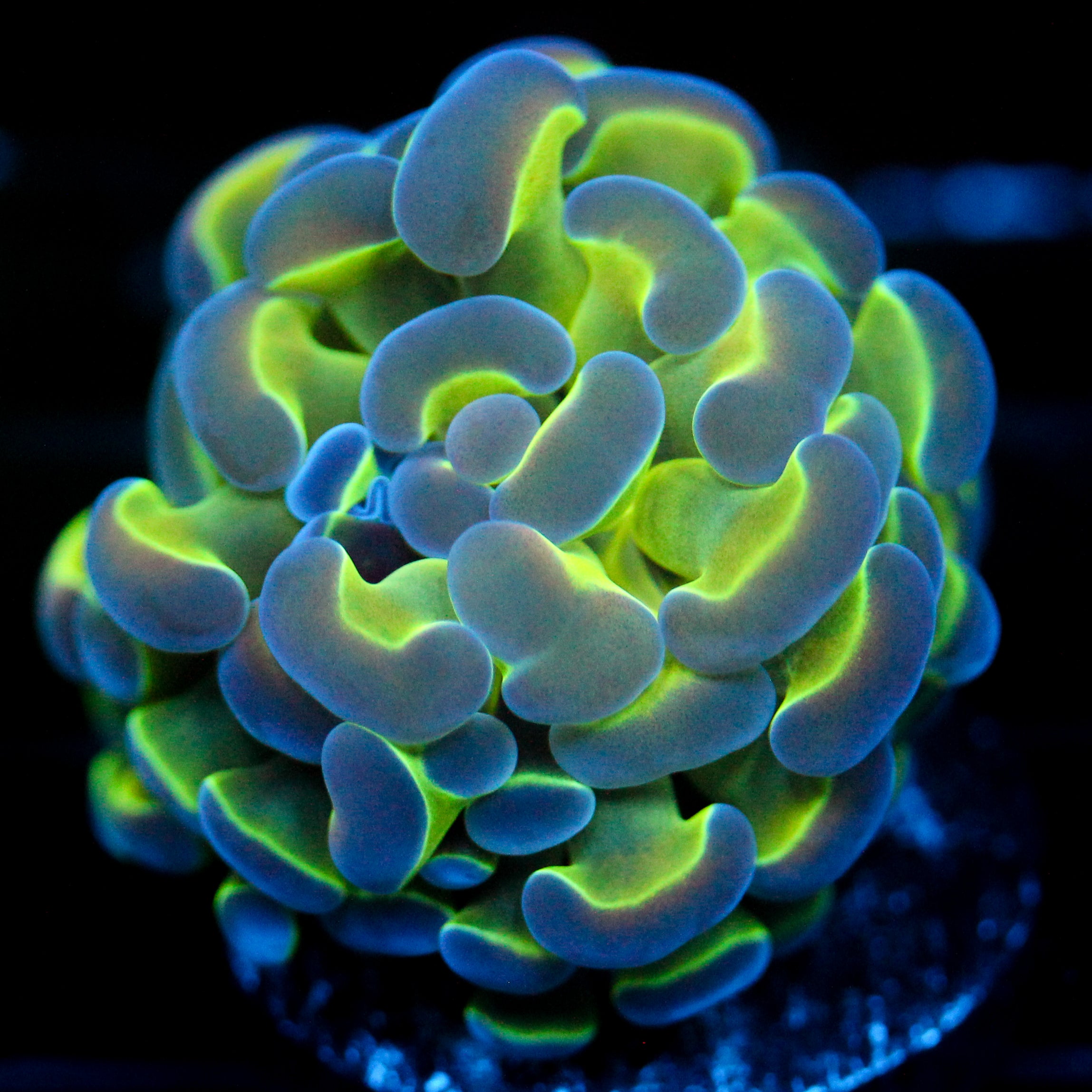 JC Hologram Hammer