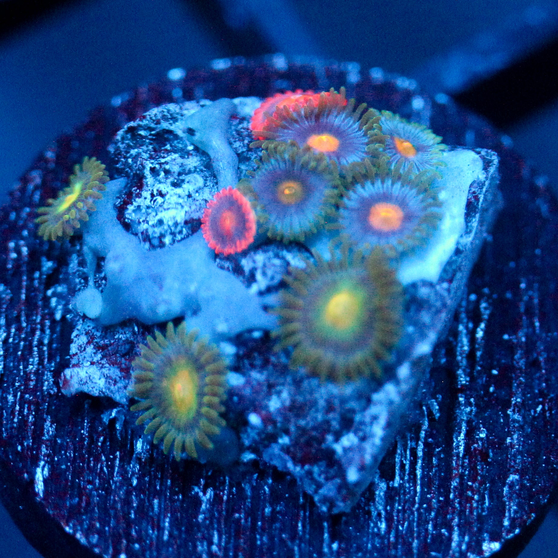 JC Zoa Garden Seed