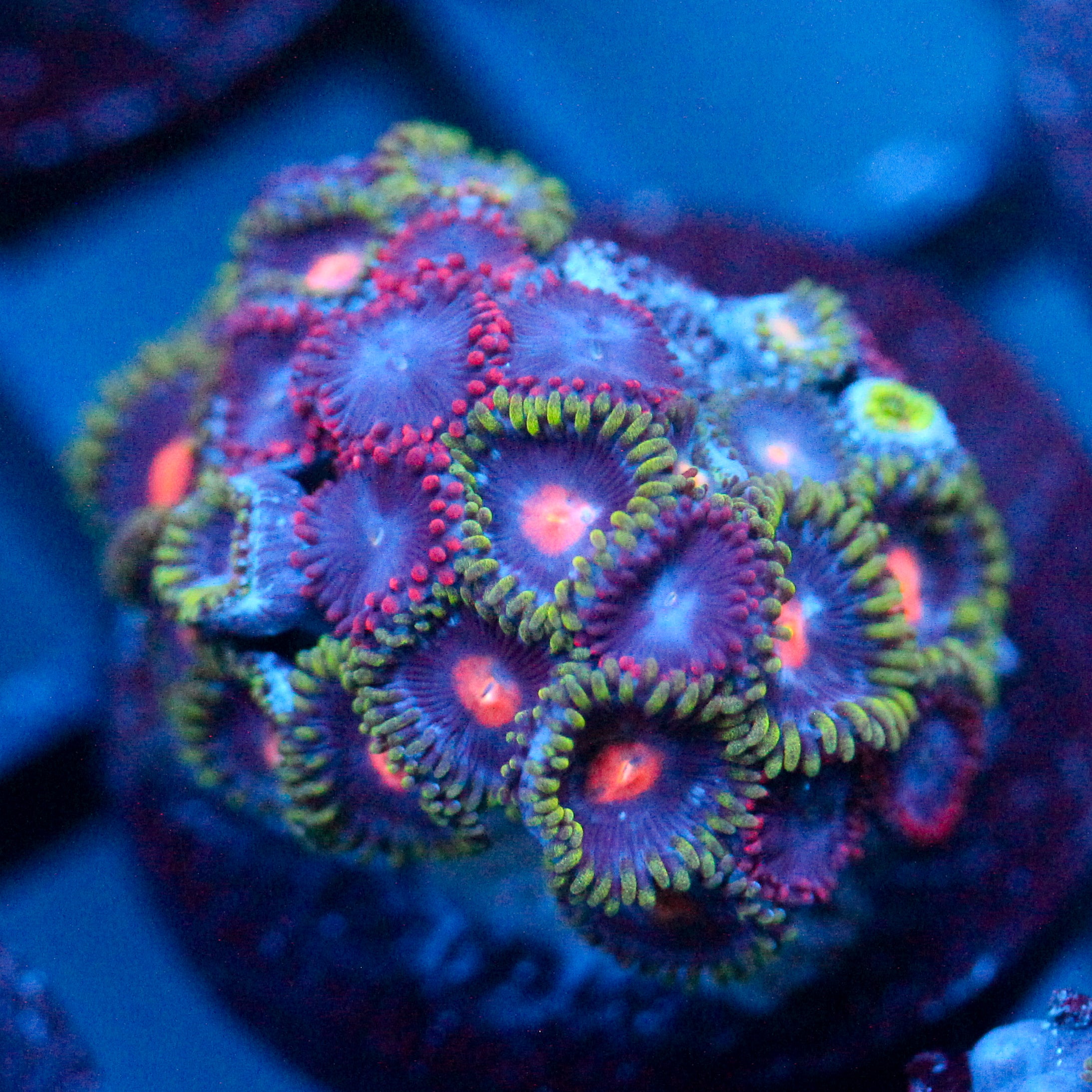 JC Green Crawler Zoanthid Mix