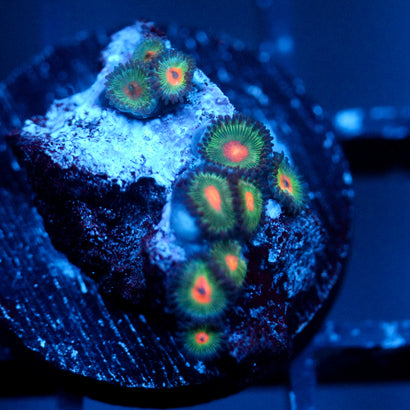 JC Alien Blood Zoanthid