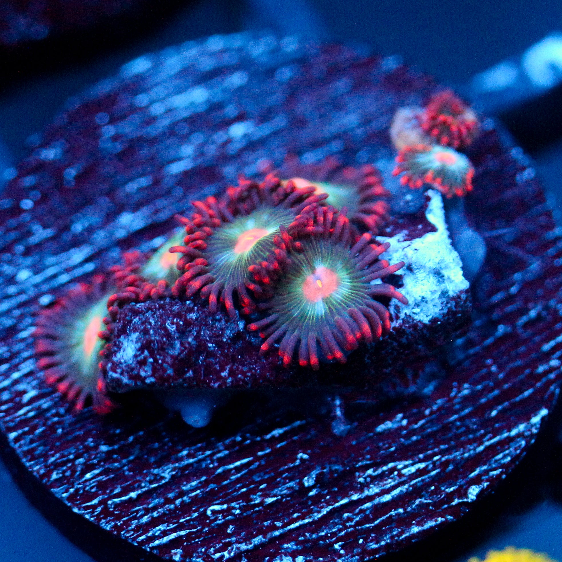 JC Peach Nova Zoanthid