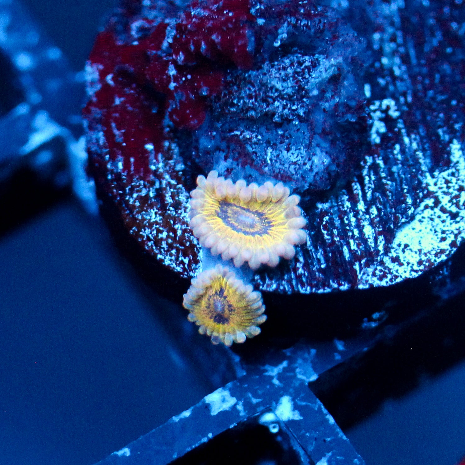JC Golden Globe Zoanthids