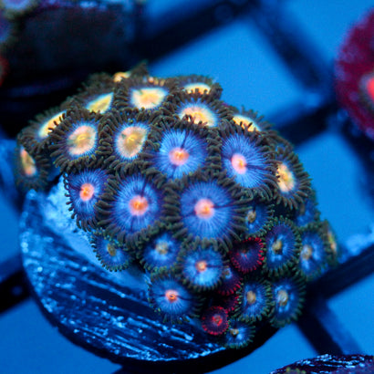 JC Blue Venom Zoanthid Mix