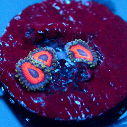 Jason Fox Fairytale Zoanthids