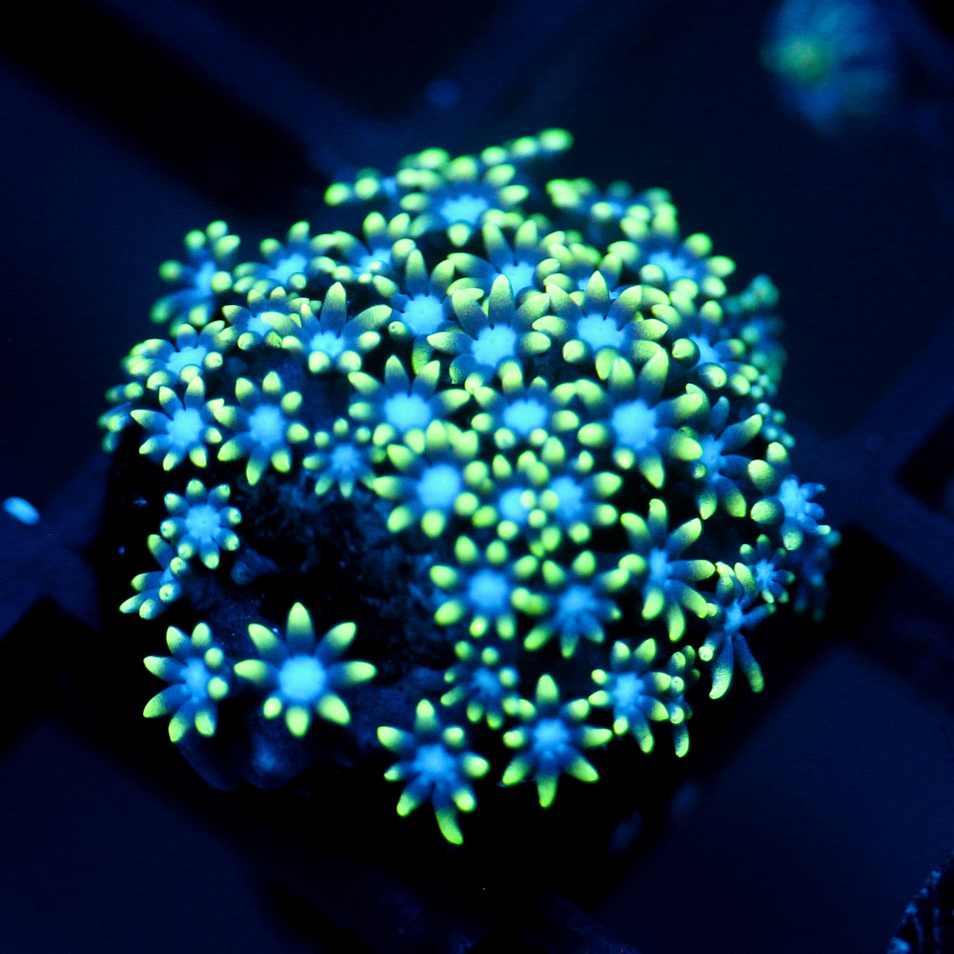 JC Star Polyp GSP
