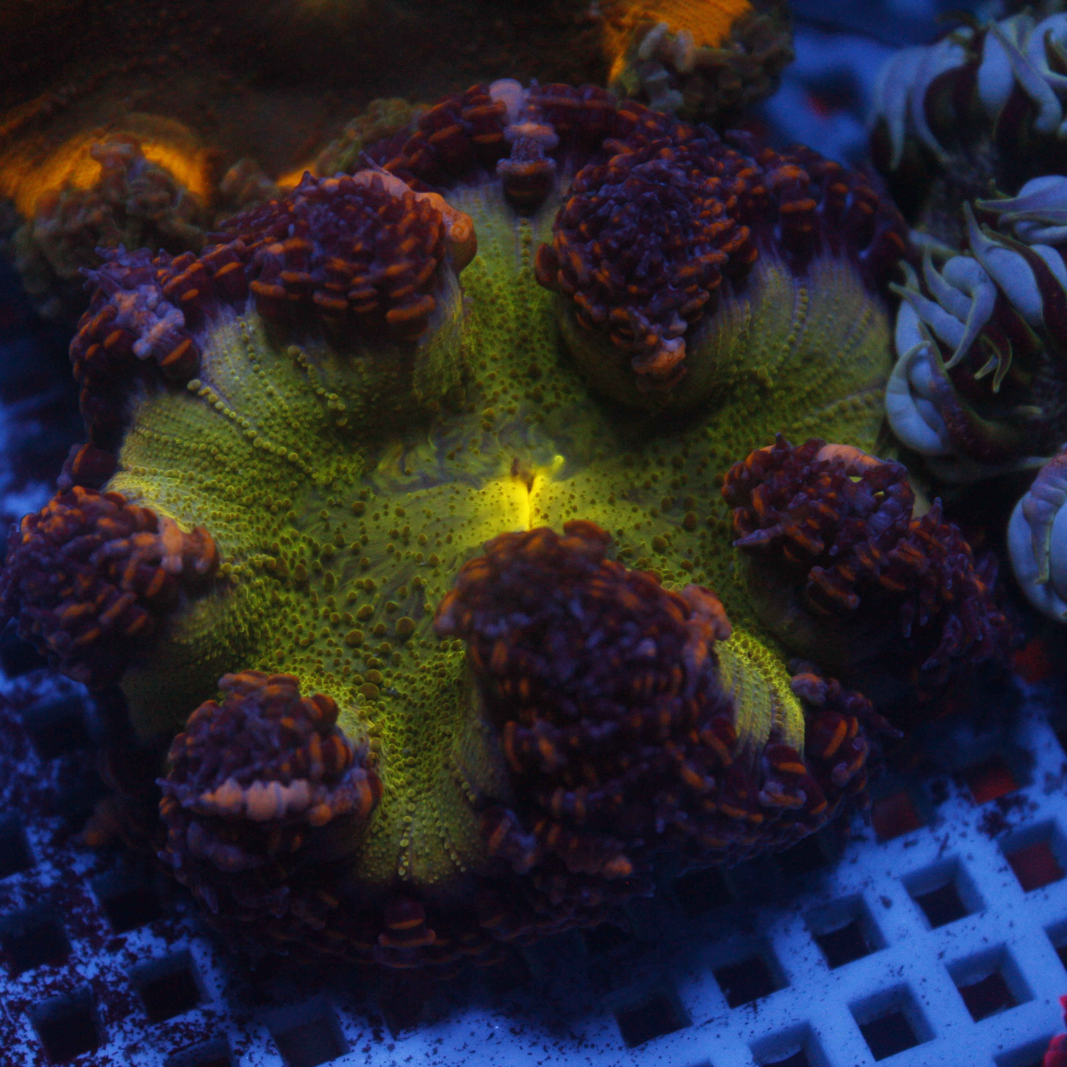 JC Ultra Rock Flower Nem Jersey Corals
