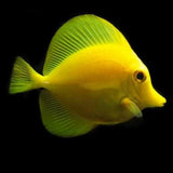 Yellow Tang