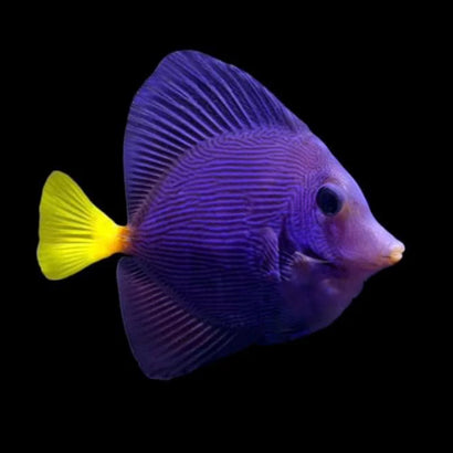 Quality Marine Purple Tang