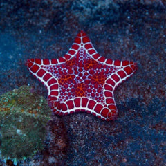 West African Biscuit Starfish