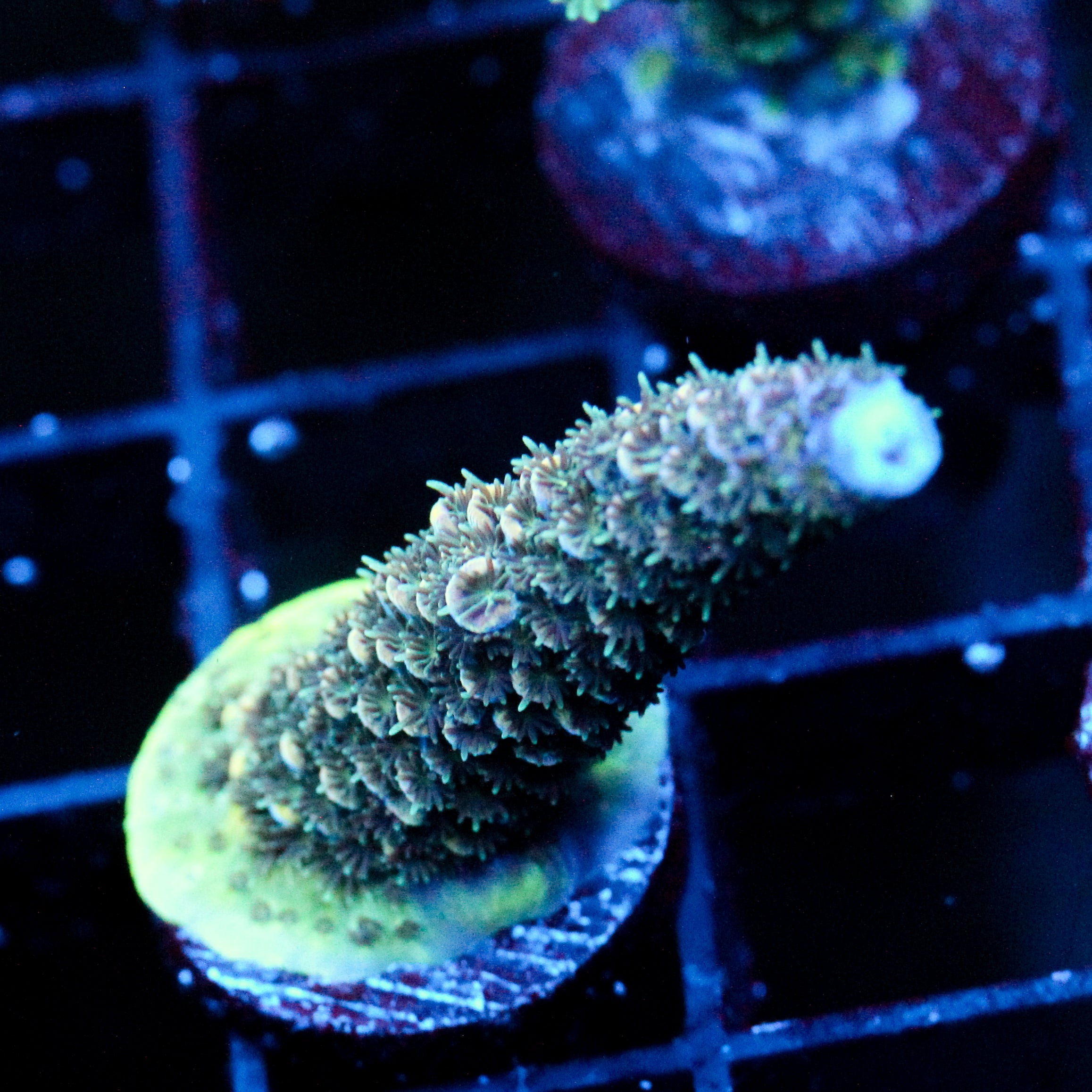 JC Tentacool