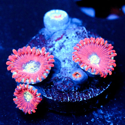 JC Magician's Zoanthid